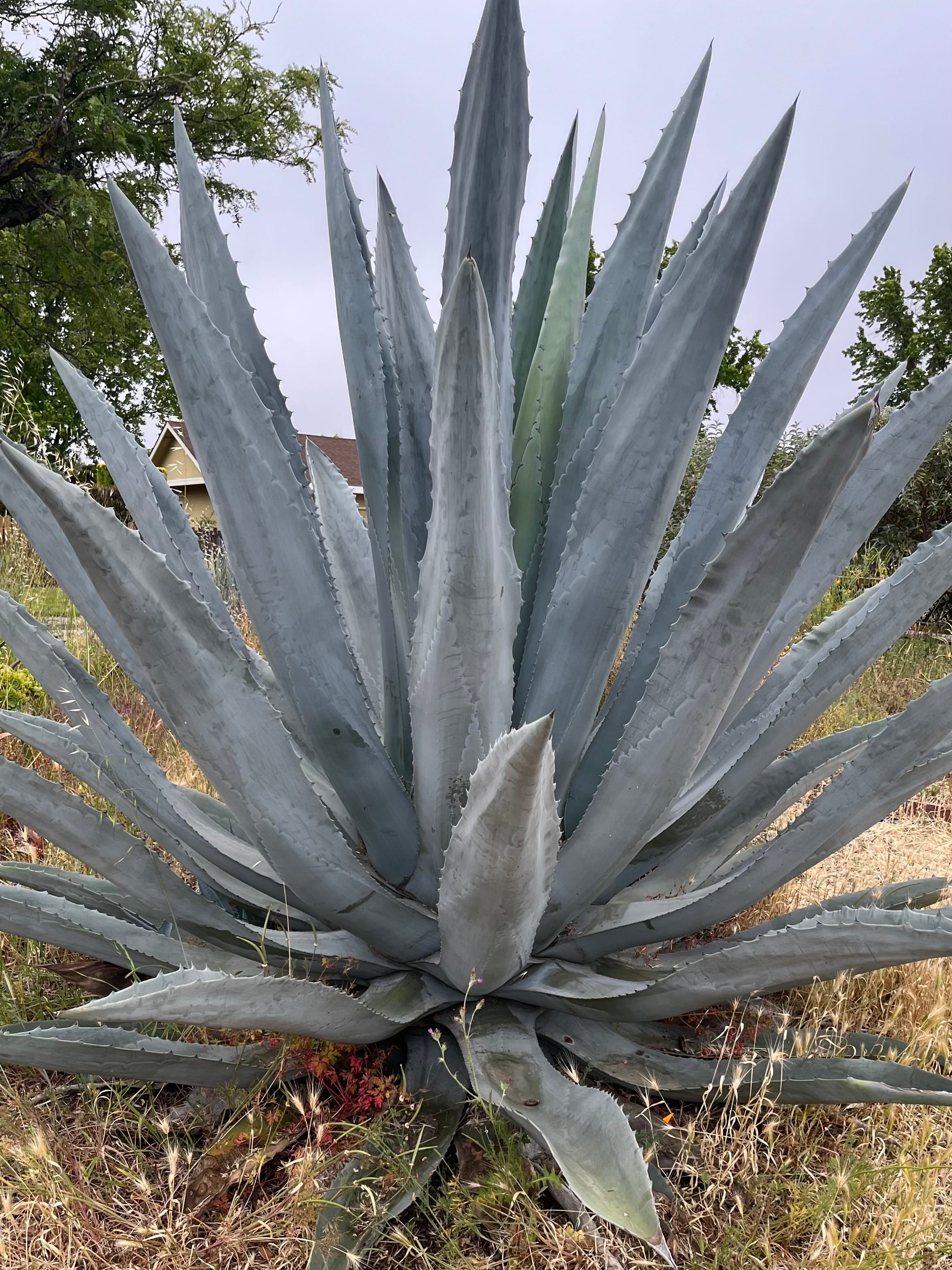 Giant long succulent with many arms and thorns