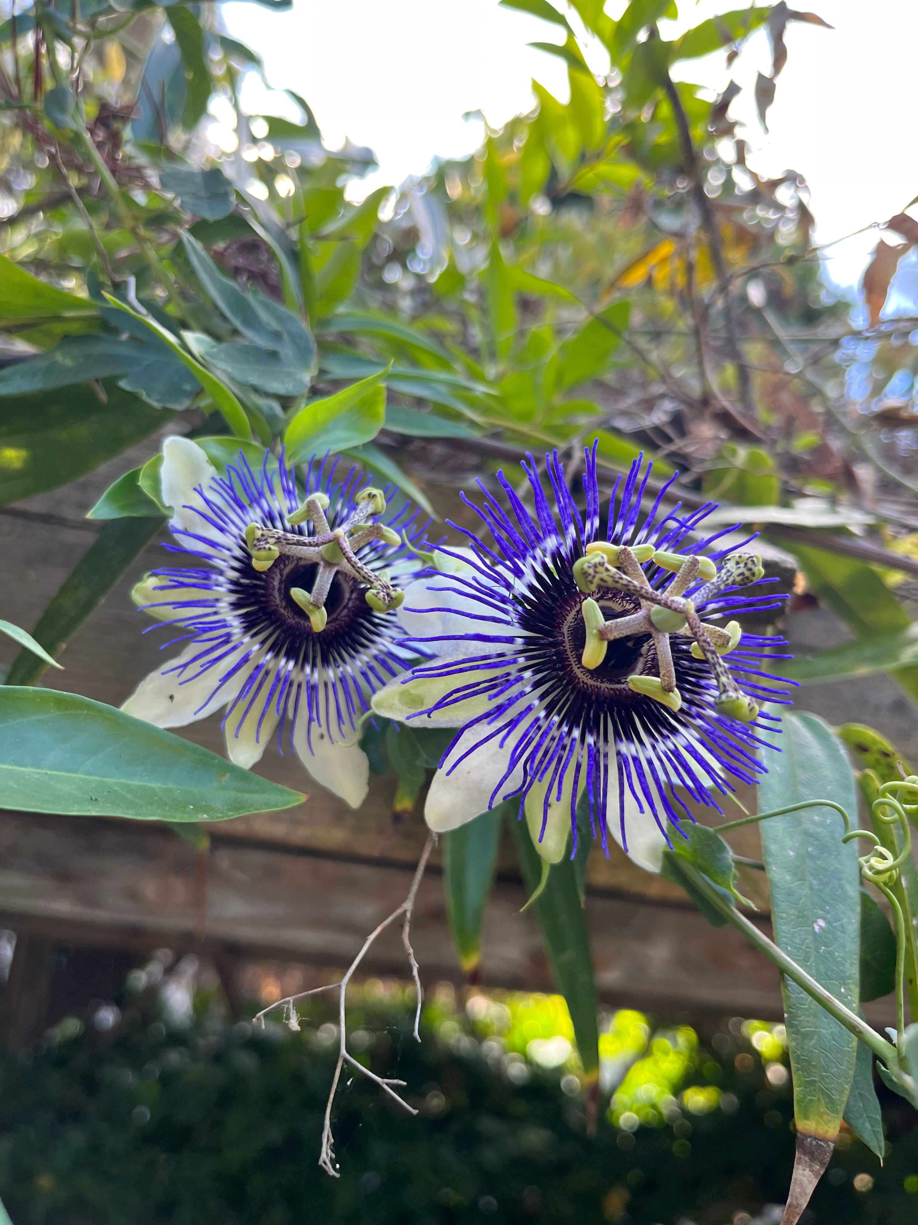 Beautiful flower in nature