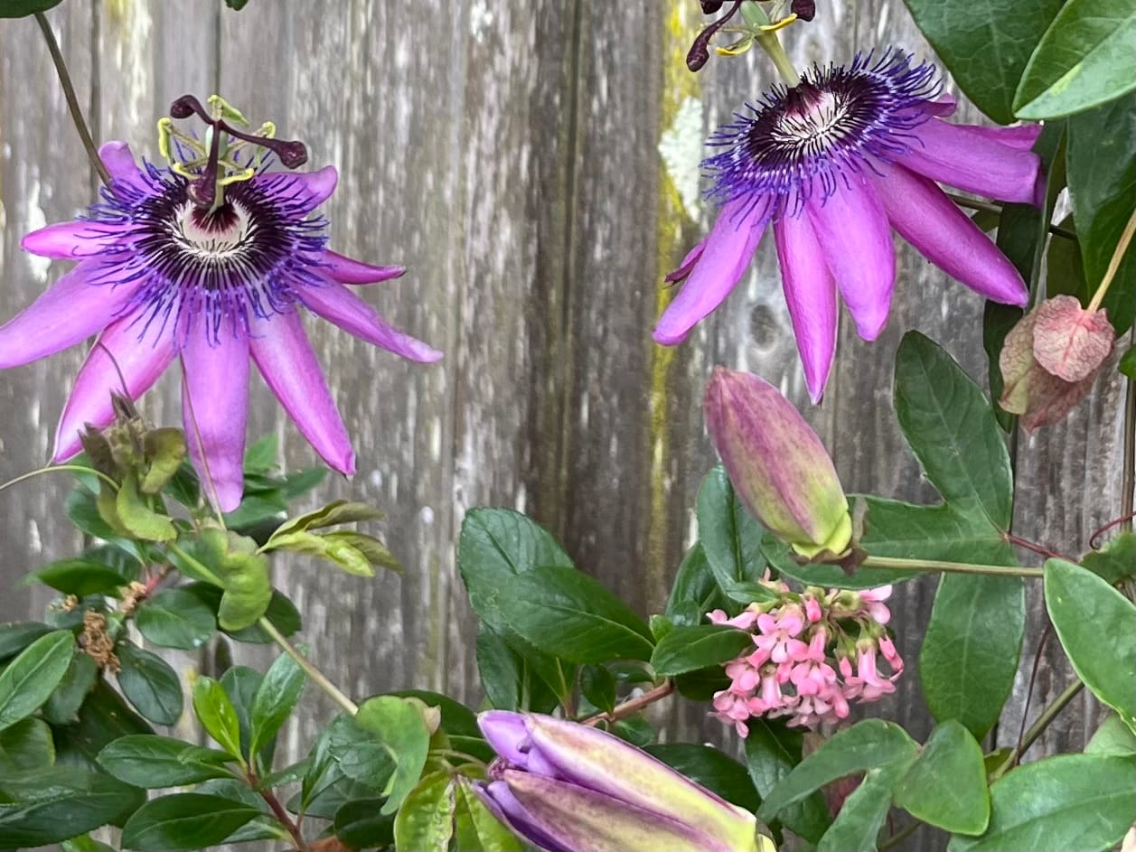 Another stunning flower