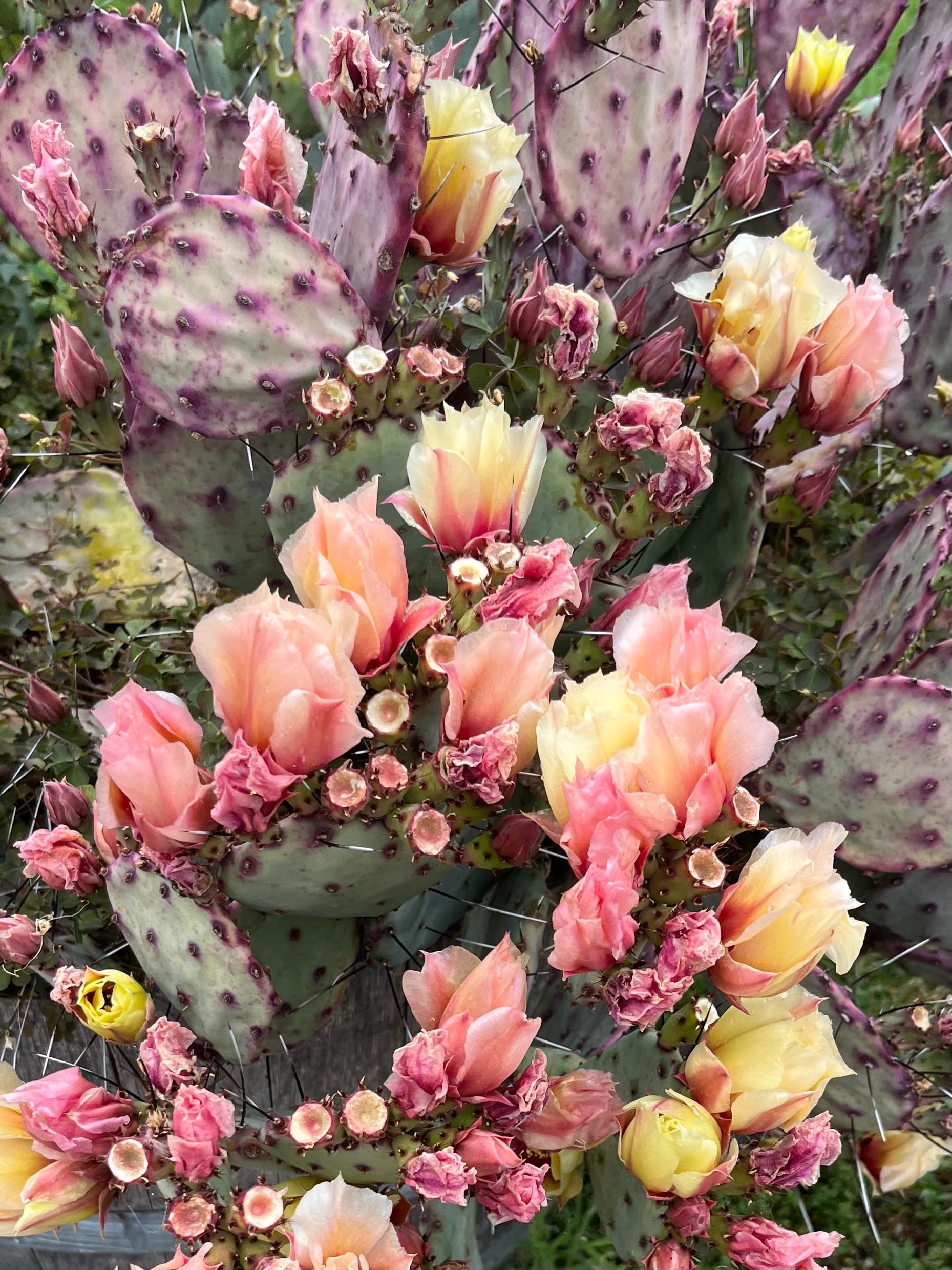Delicate flower petals