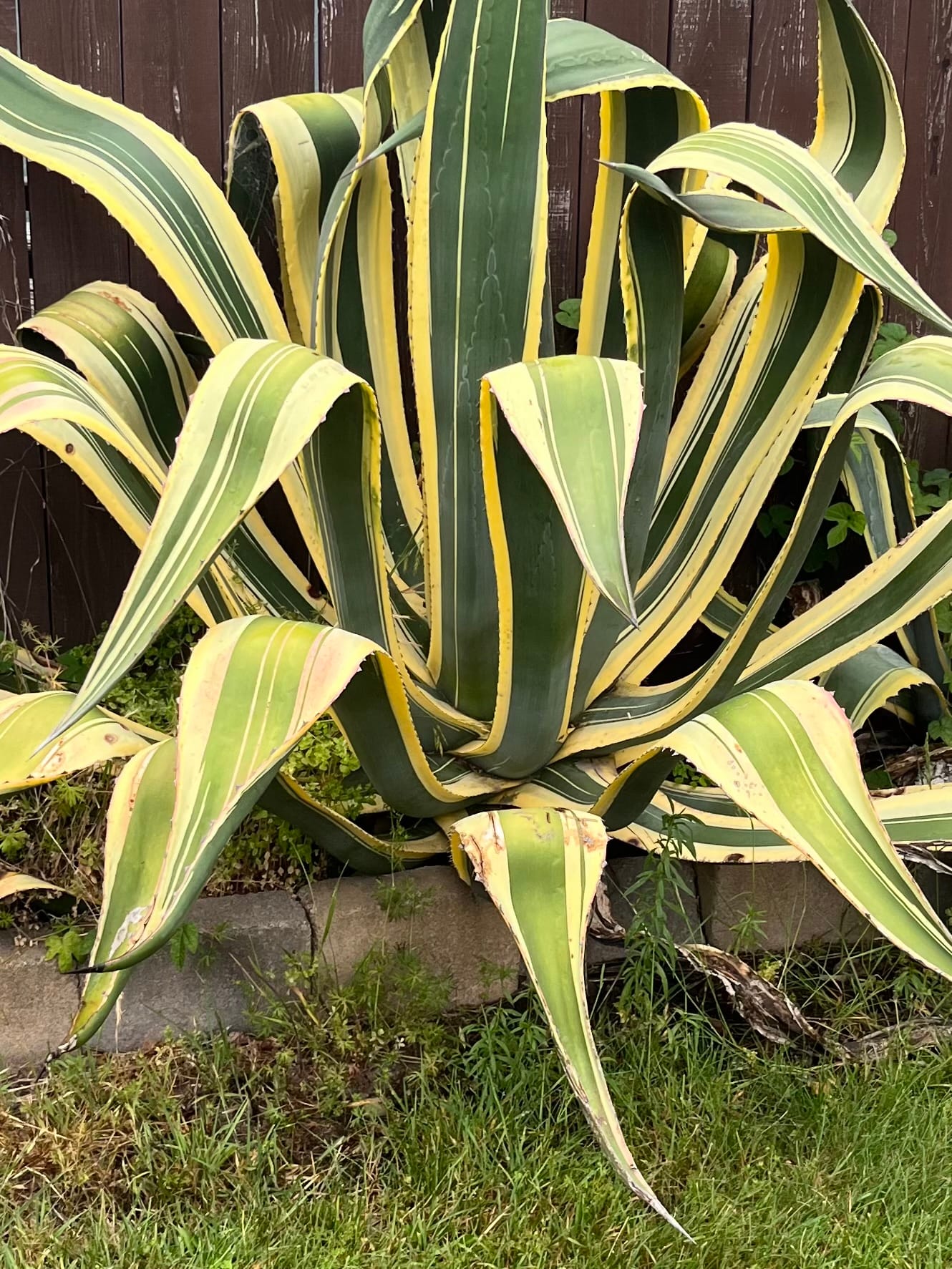 Plant with yellow stripes