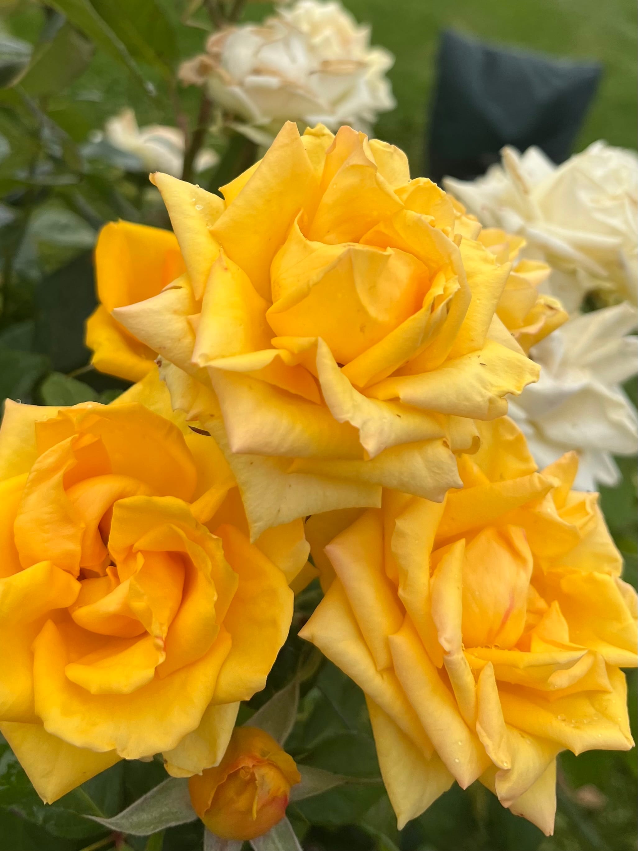 Flower in full bloom
