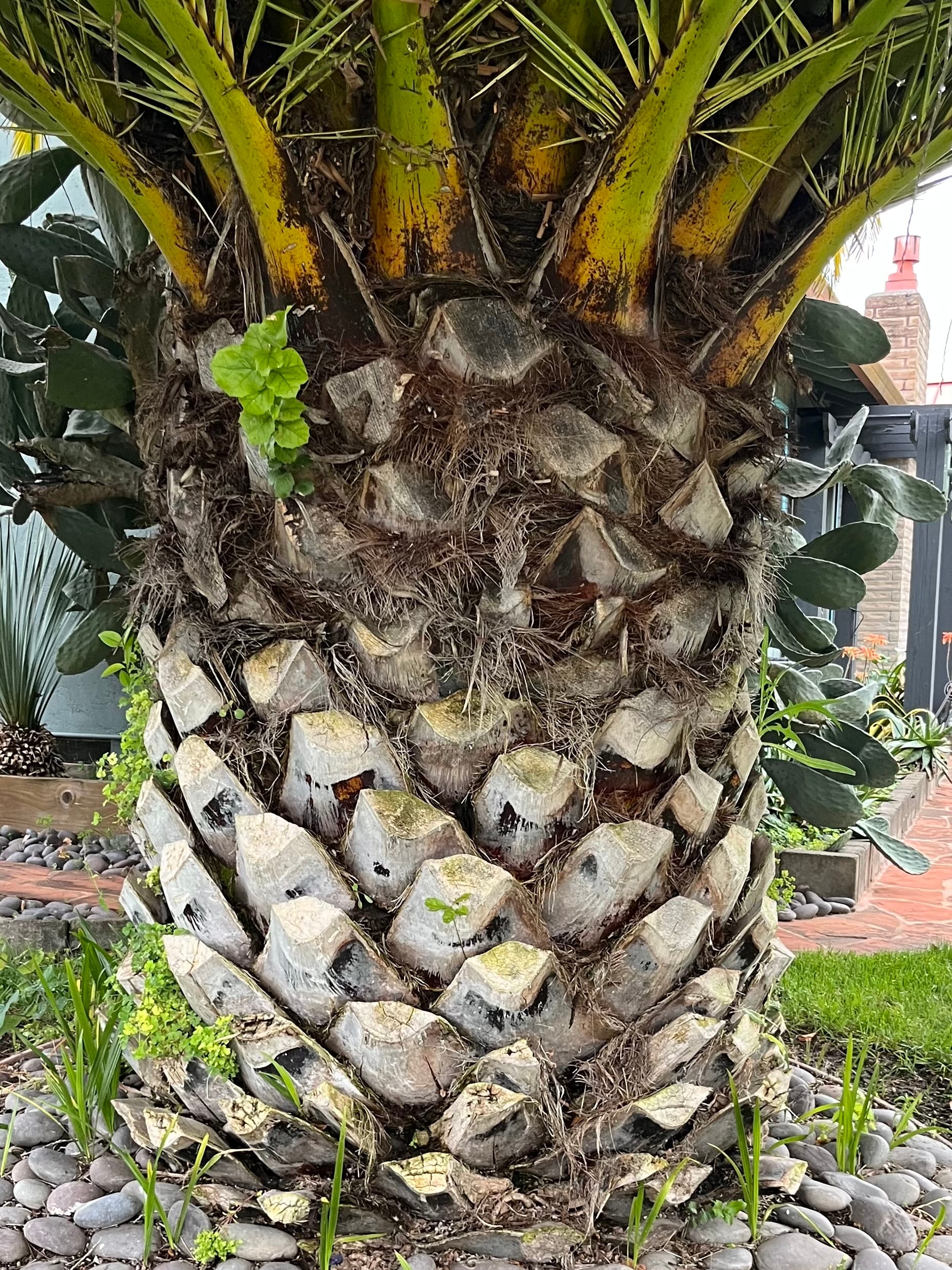 Palm tree trunk
