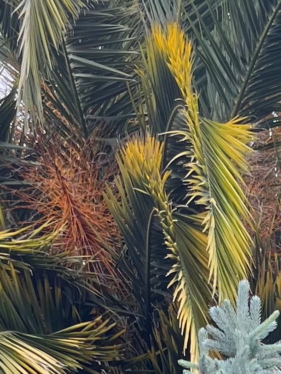 Close-up of dates on palm tree