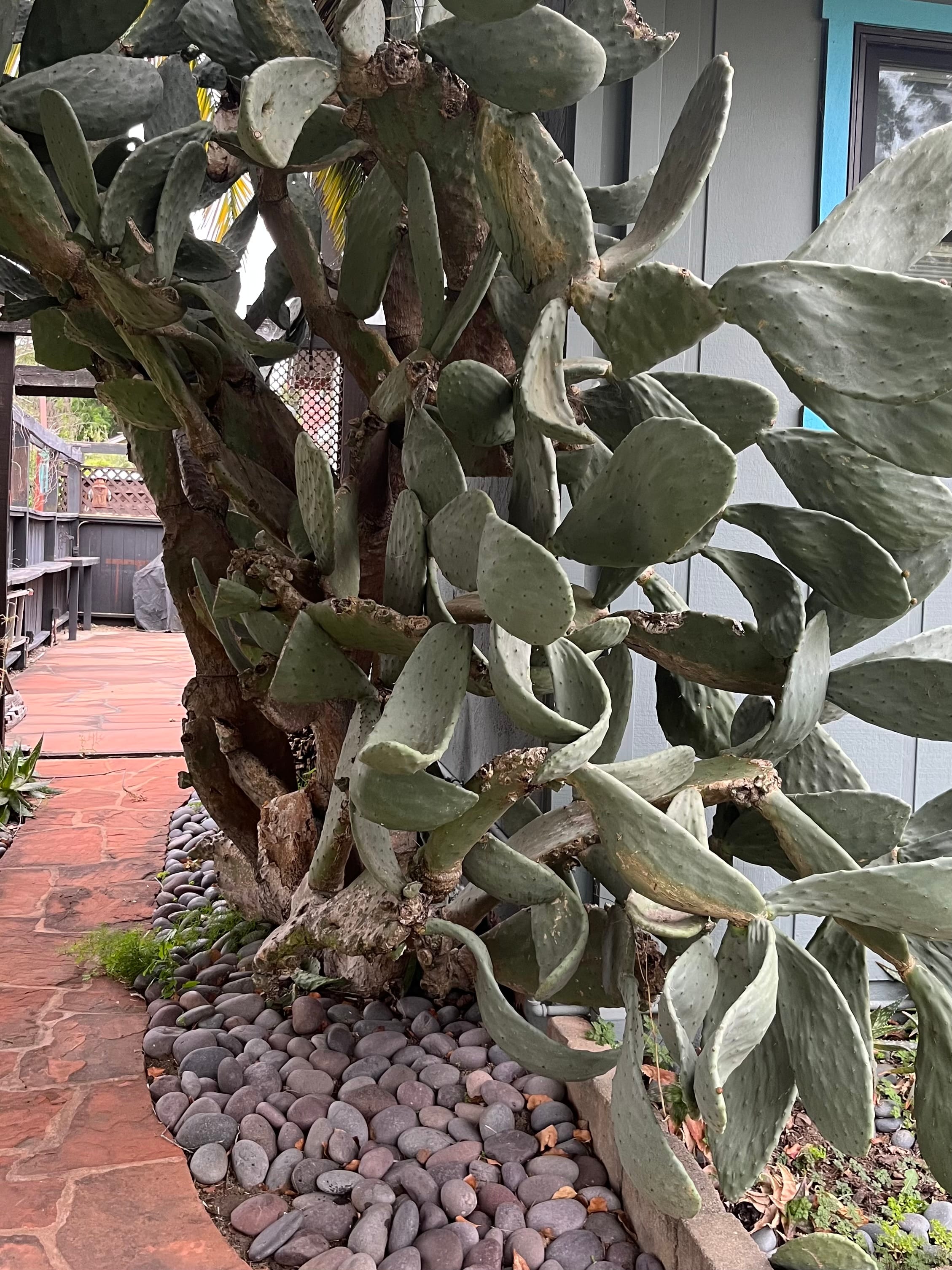 Large cactus