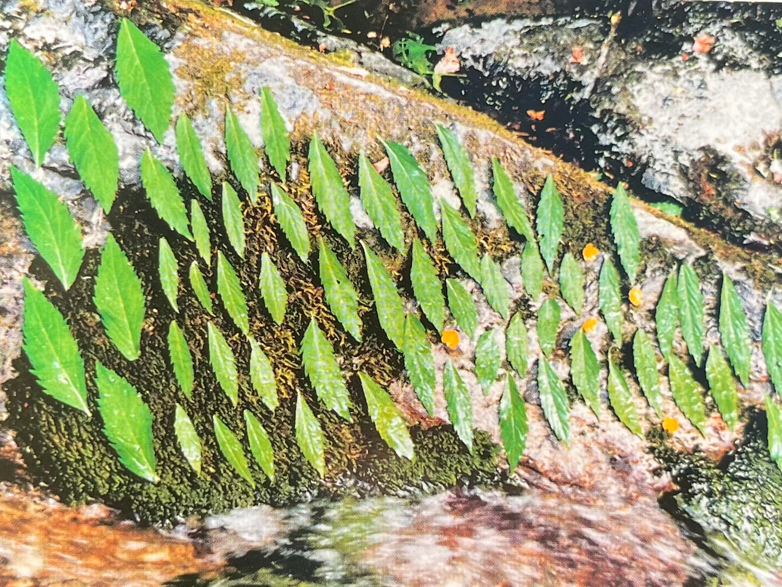 Water installation with leaves and wood