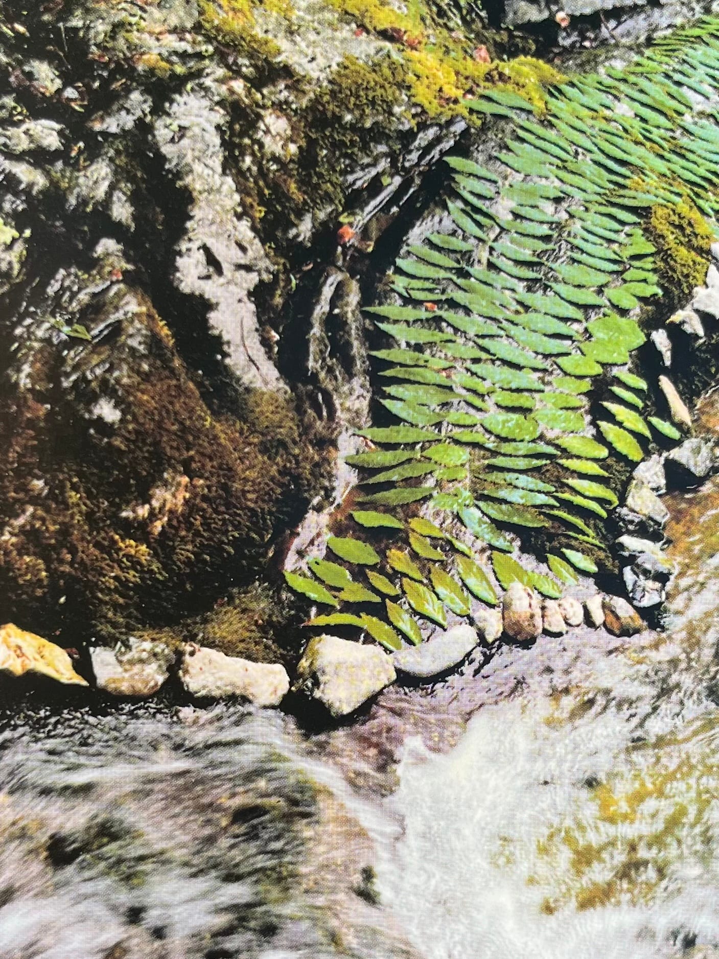 Water installation with leaves and wood